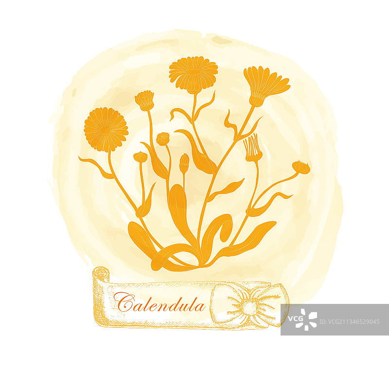 万寿菊水彩徽章图片素材