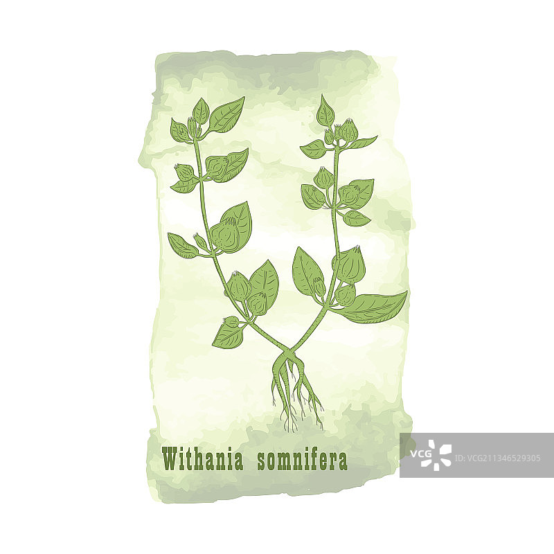 矢车菊花卉和水彩污渍徽章图片素材