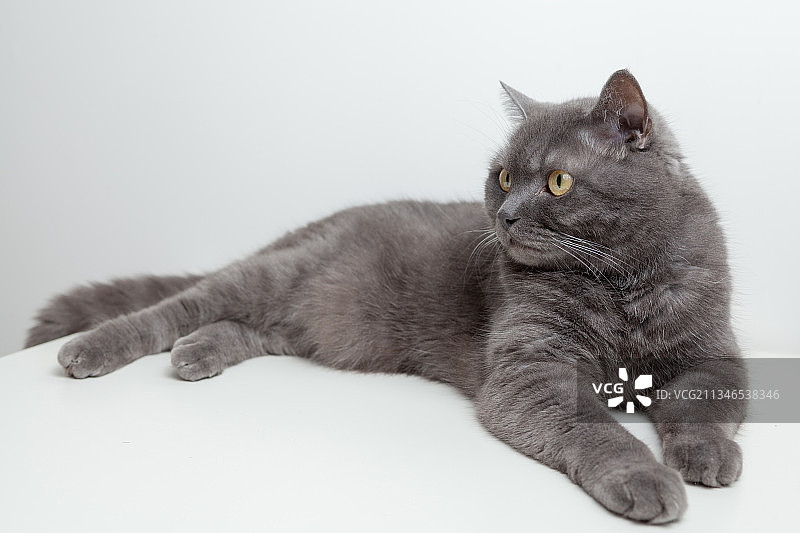 白色背景宠物猫咪特写图片素材