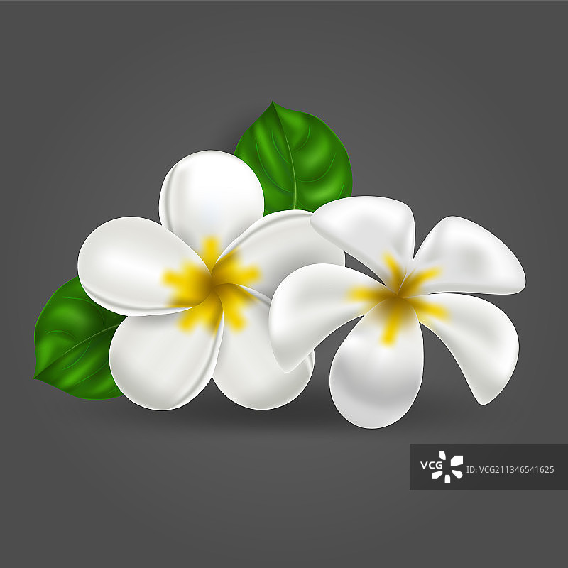 逼真的热带夏威夷鸡蛋花图片素材