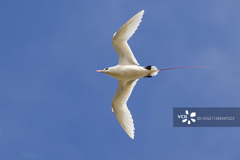 红嘴热带鸟飞翔图片素材