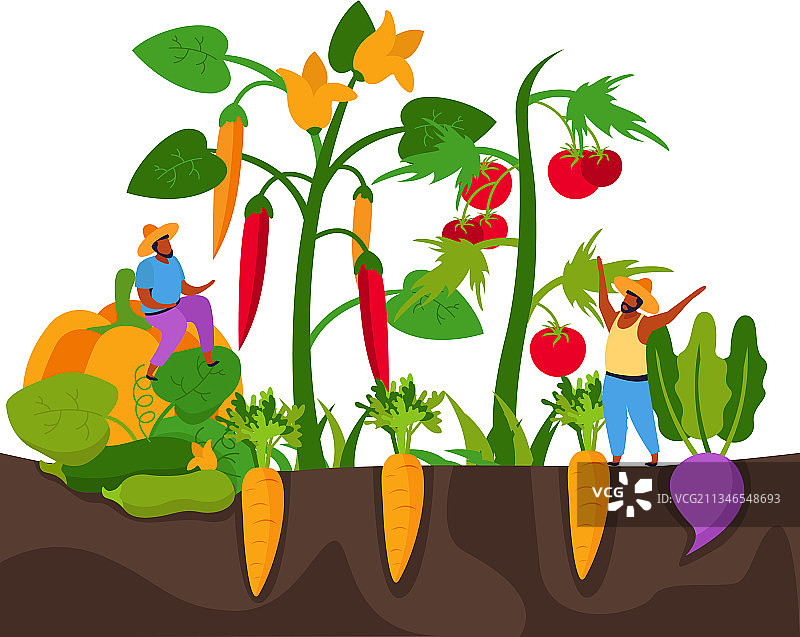 胡萝卜采摘扁平化设计图片素材