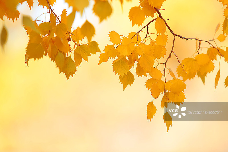 秋天的树叶图片素材