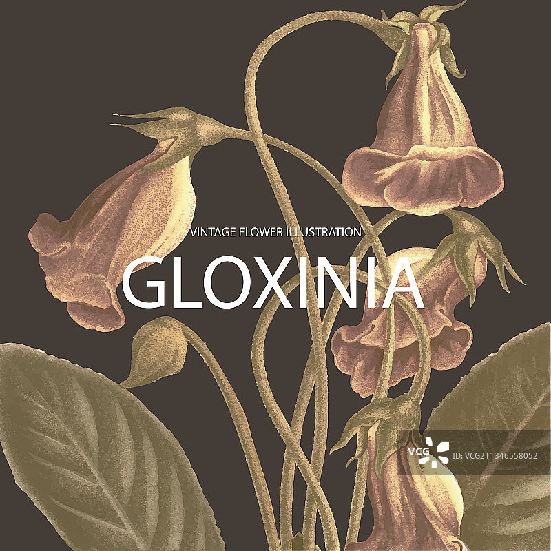 复古花卉凤仙花背景模板图片素材