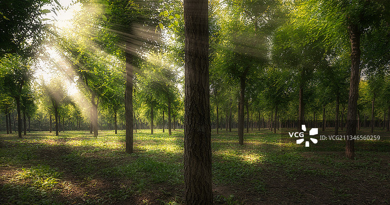 光照树林图片素材