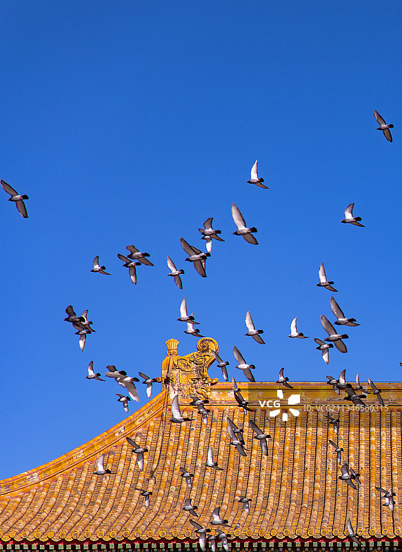 中国北京紫禁城金顶上飞翔的鸽子图片素材