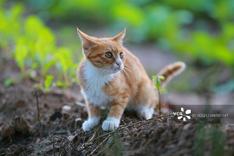 小猫咪图片素材