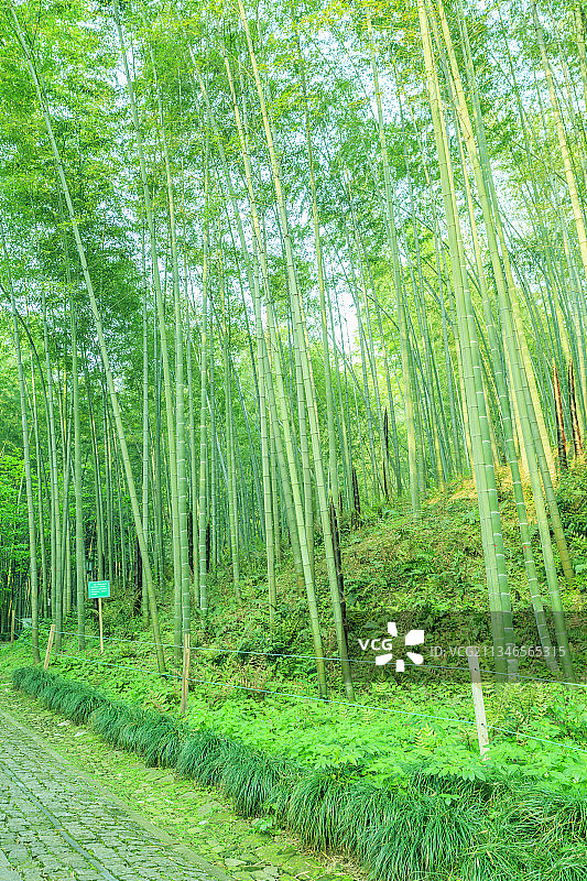 翠竹子绿竹林图片素材