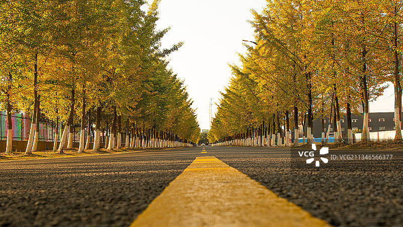 小镇上的银杏大道图片素材