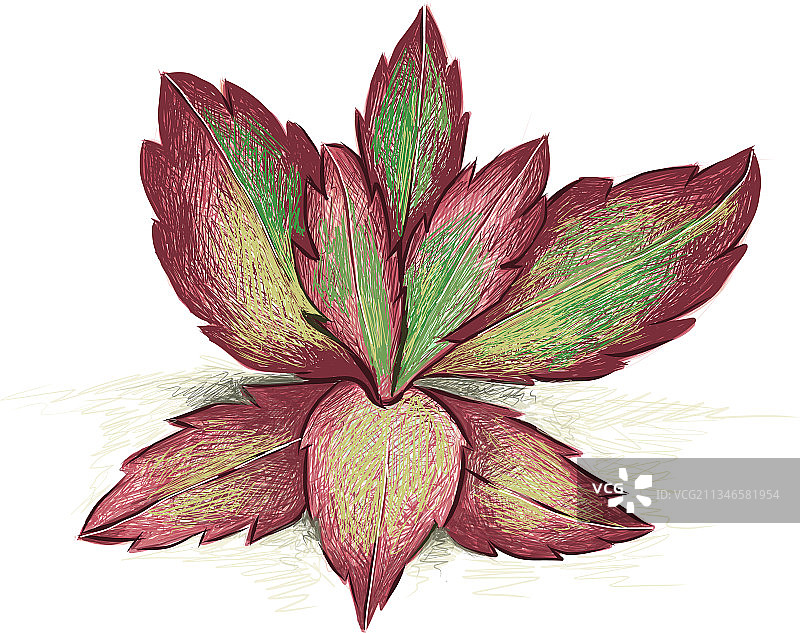 手绘素描长寿花图片素材