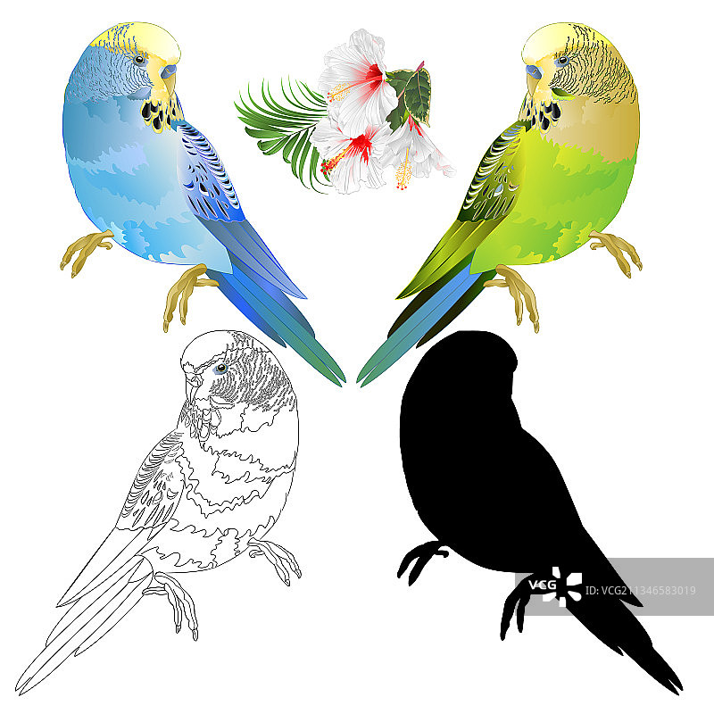 蓝绿色鹦鹉家庭宠物图片素材