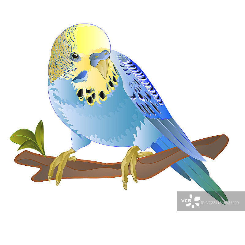 蓝色鹦鹉：家养宠物图片素材