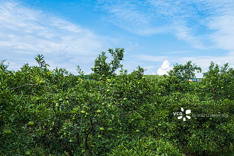 柑橘，橘子，桔子，天空图片素材