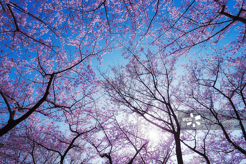 花霞漫天+江苏省徐州市泉山区彭祖园樱花林图片素材