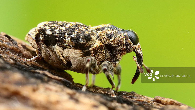 【象甲】图片素材