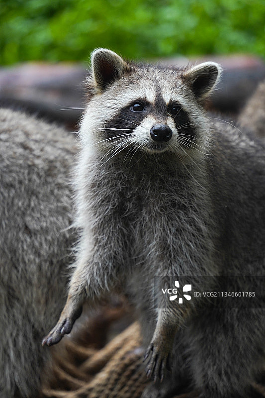 警惕的浣熊图片素材