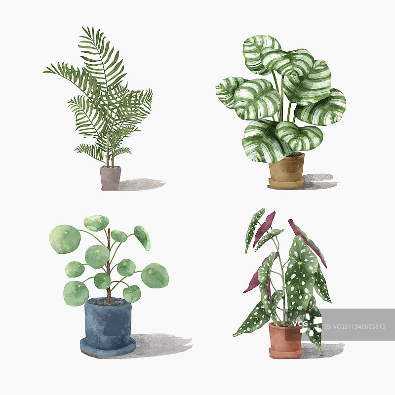 白色背景下的盆栽特写图片素材