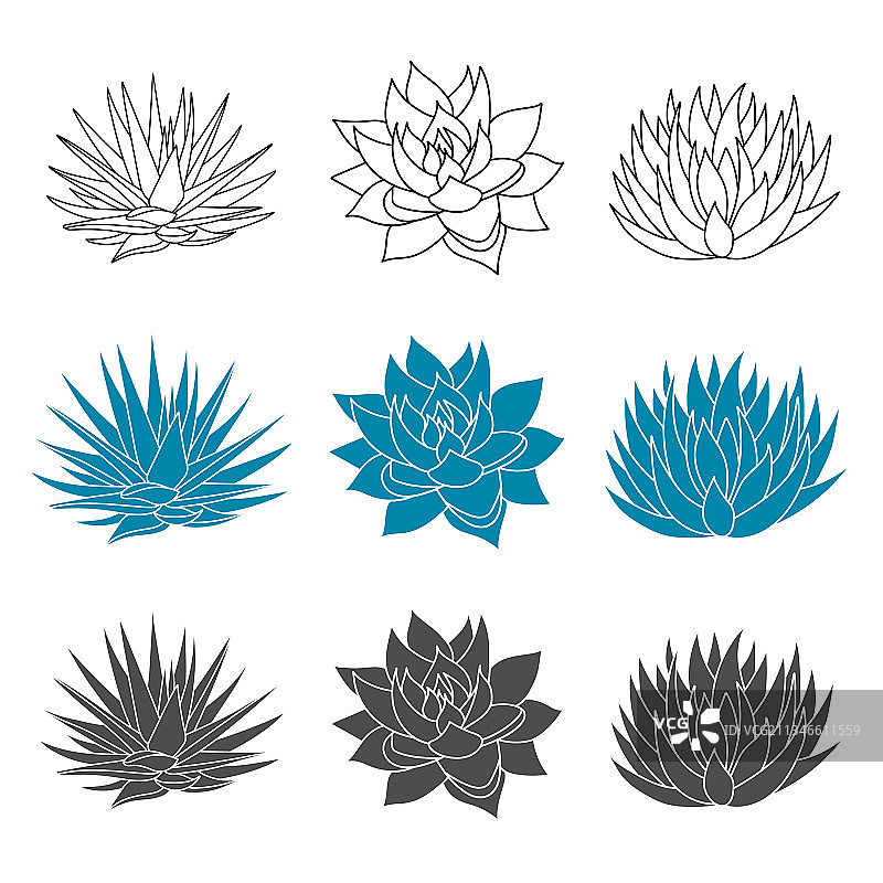 扁平风格的蓝色龙舌兰植物套装图片素材