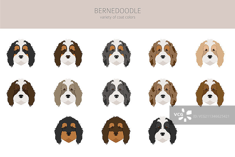 伯恩山犬混血品种剪贴画（不同毛色）图片素材