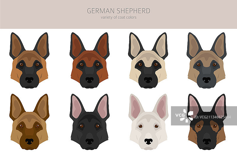 不同姿势和毛色的德国牧羊犬图片素材