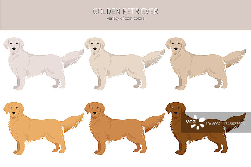 不同姿势和毛色的金毛寻回犬图片素材