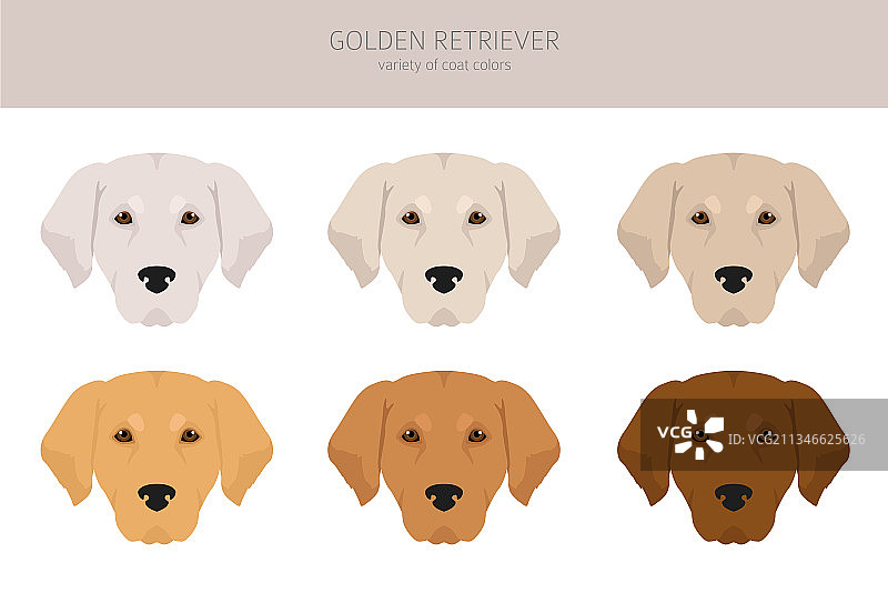 不同姿势和毛色的金毛寻回犬图片素材