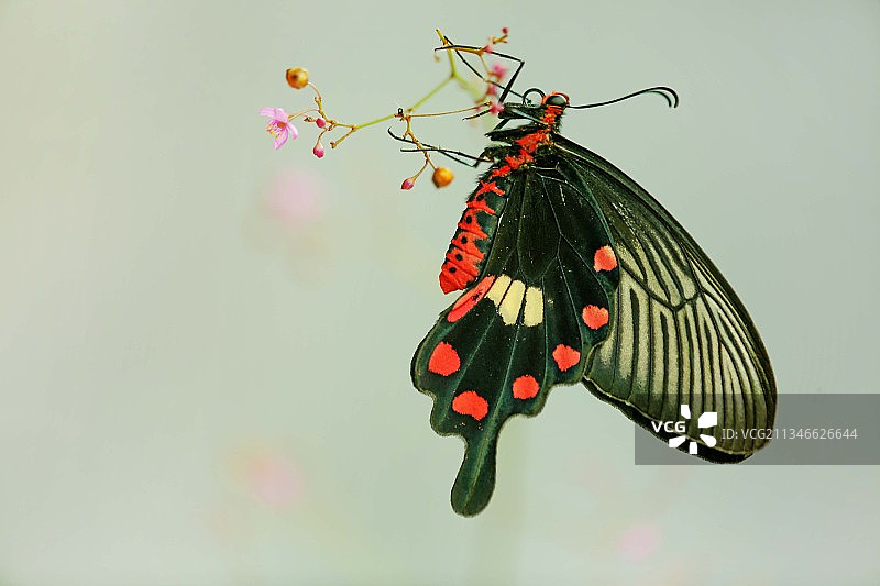 红珠凤蝶图片素材