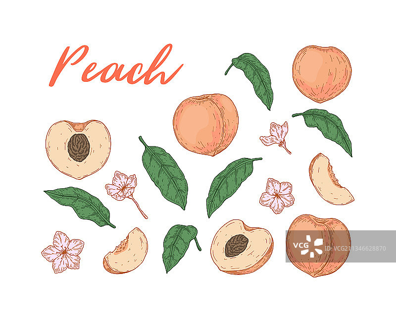 彩色水蜜桃叶子和花朵素材图片素材