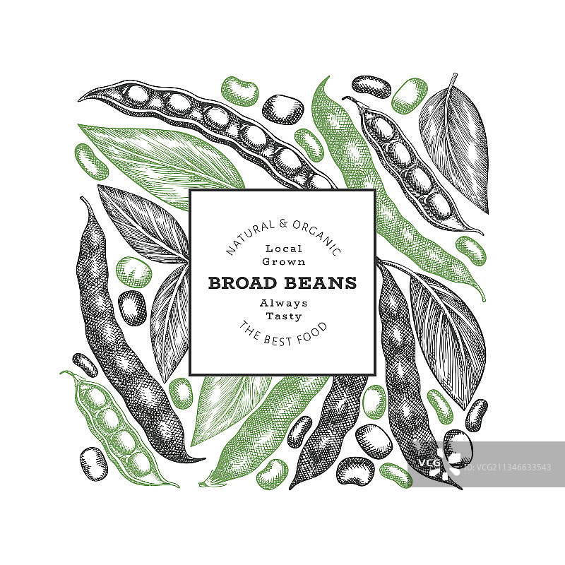 手绘蚕豆设计模板图片素材