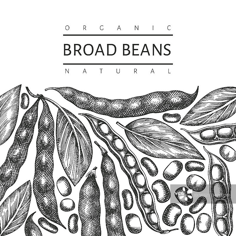 手绘蚕豆设计模板图片素材