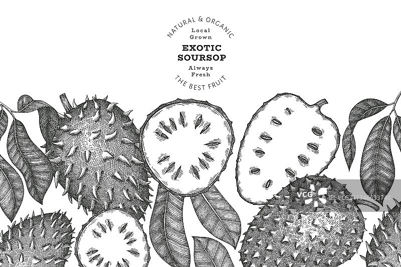 手绘素描风格的soursop水果横幅图片素材