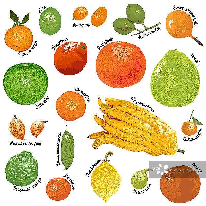 白色背景上的柑橘类水果图片素材