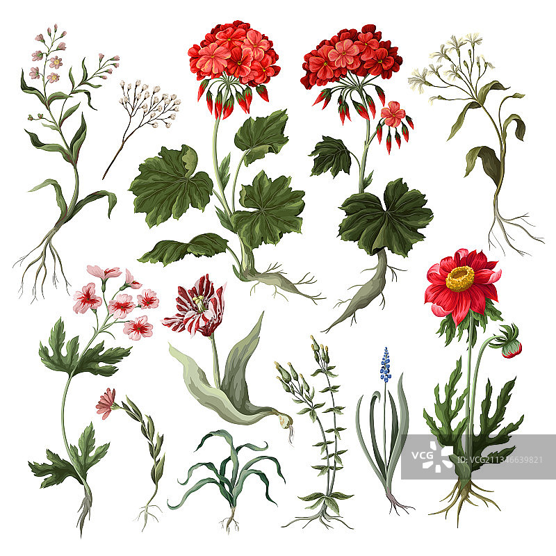 天竺葵、郁金香和其他野花图片素材