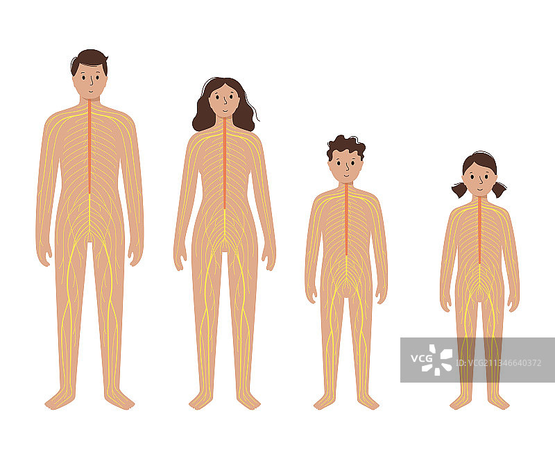 人类神经系统图片素材