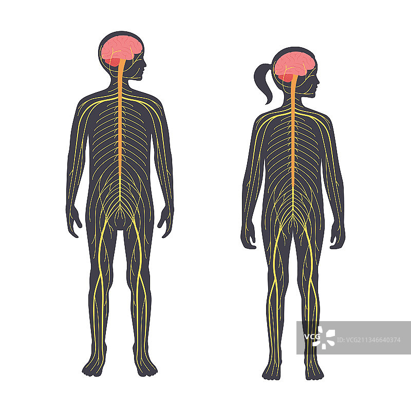 人类神经系统图片素材