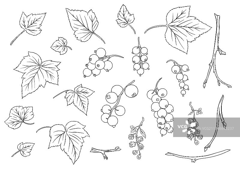 黑醋栗成熟的浆果在树枝上图片素材