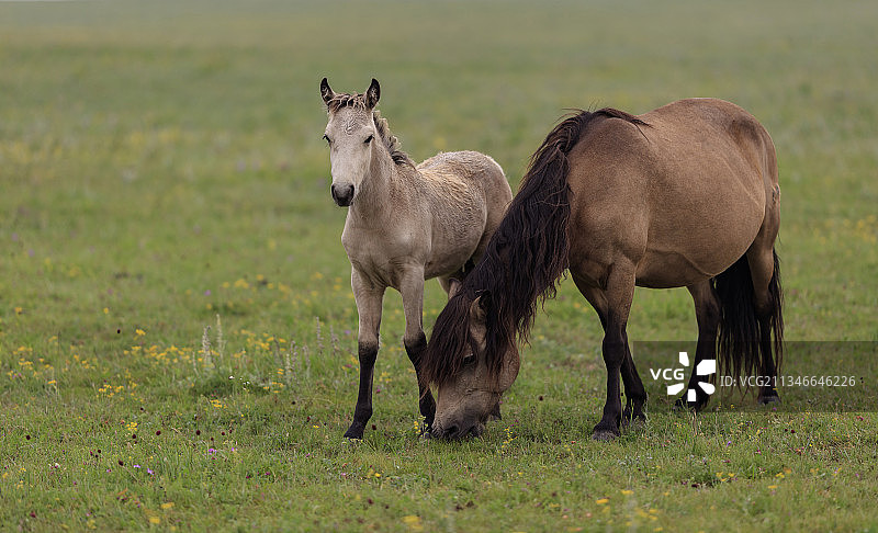 马，辉腾锡勒大草原 。图片素材