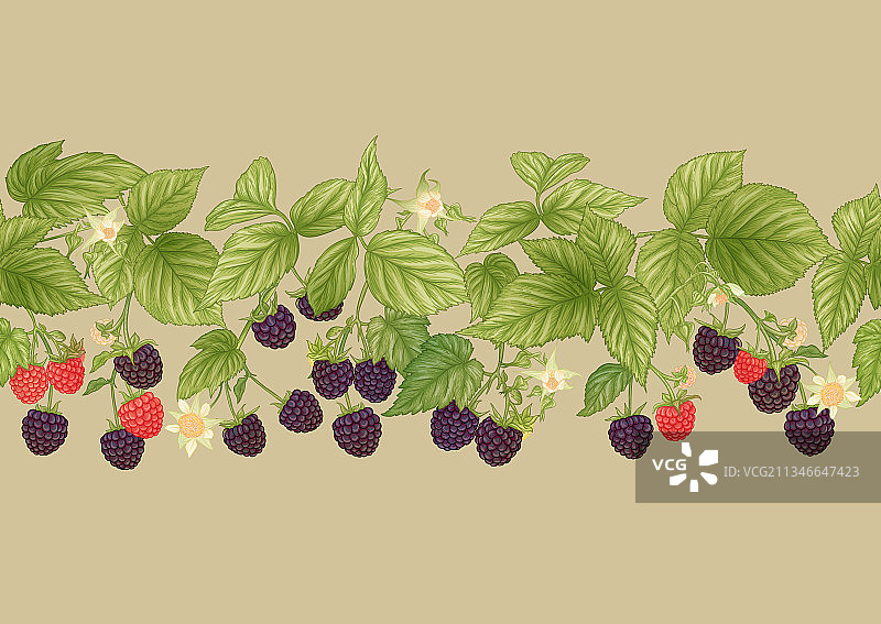 树枝上成熟黑莓的无缝图案图片素材