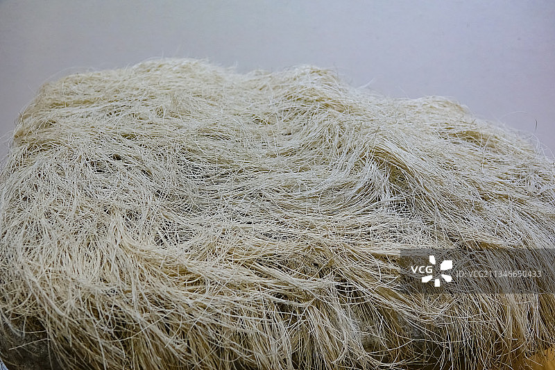 海藻 藻类 （巨藻和大伞藻 ）图片素材