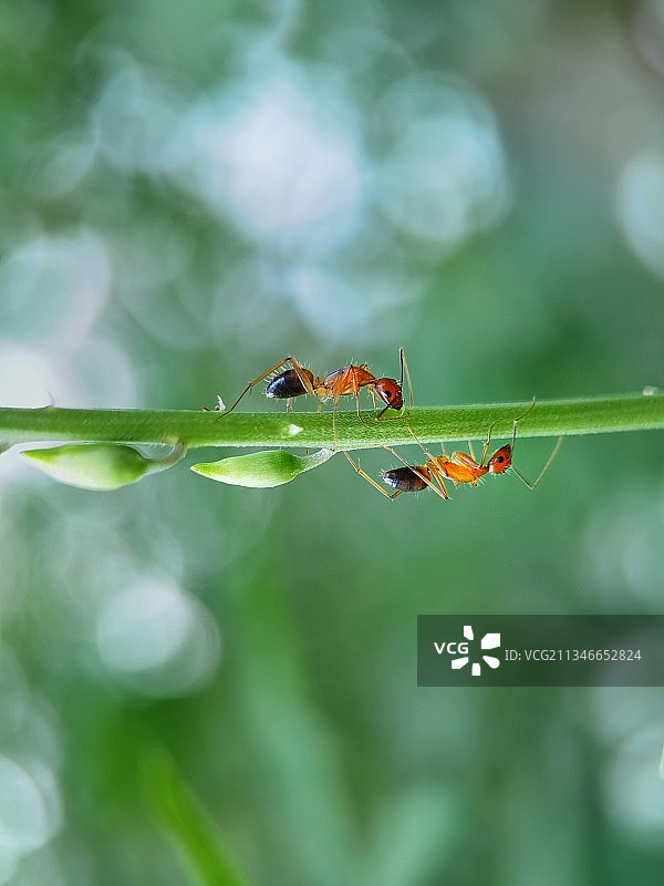 奔向相同目标的蚂蚁图片素材