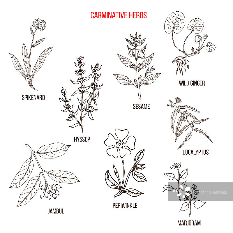 手绘的助消化草药合集图片素材