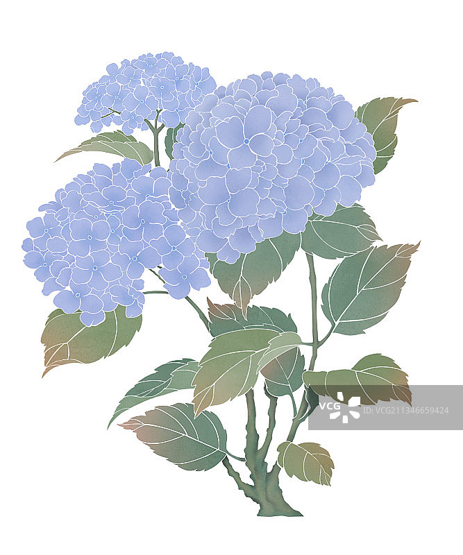 淡雅水墨植物花卉绣球花图片素材