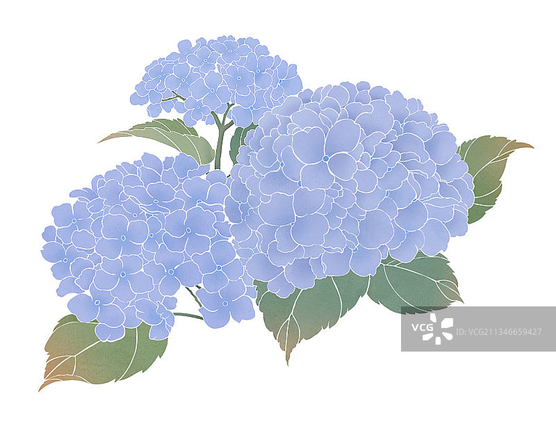 淡雅水墨植物花卉绣球花图片素材