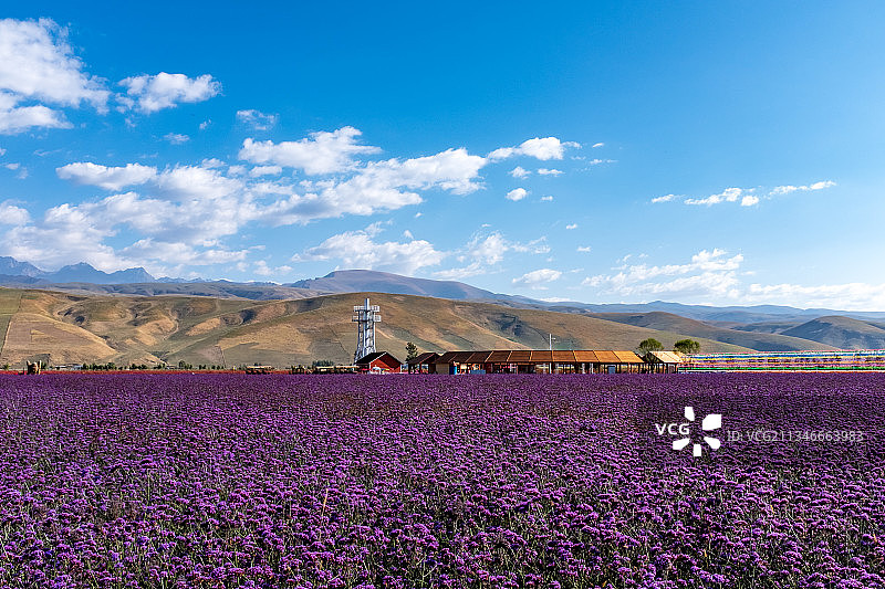 哈萨克第一村熏衣草庄园风光图片素材