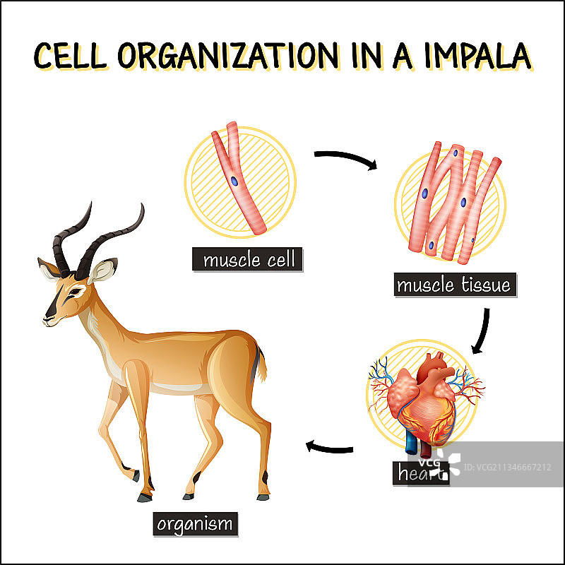 显示黑斑羚细胞组织的图表图片素材