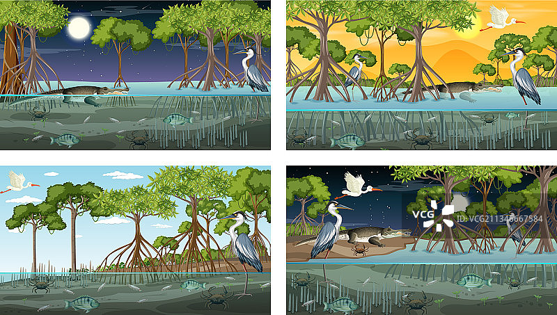 具有不同景观的红树林场景图片素材
