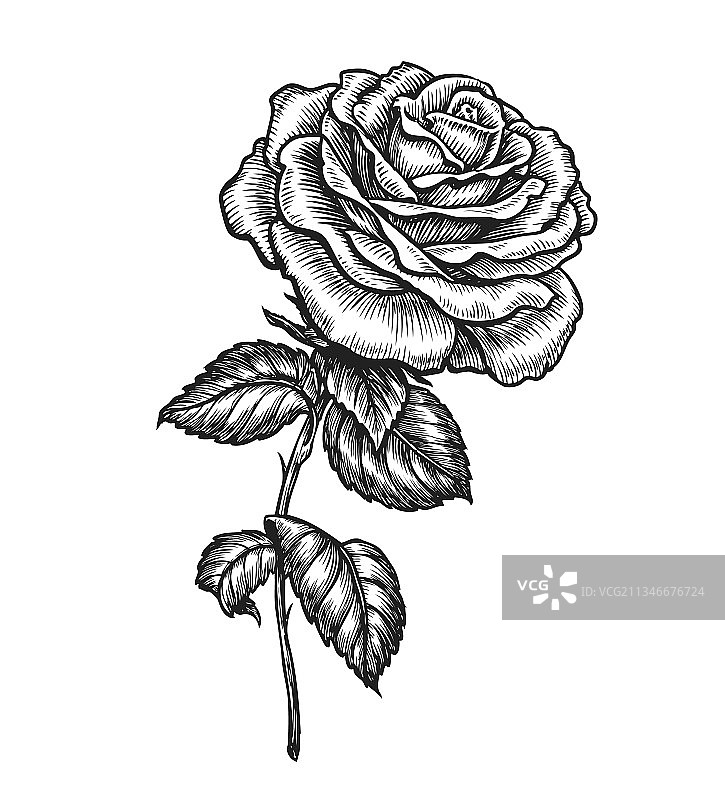 手绘玫瑰花素描图片素材