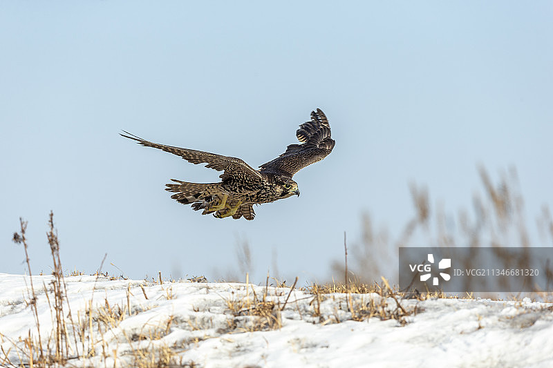 一只游隼在冬日阳光的雪地里巡游觅食图片素材