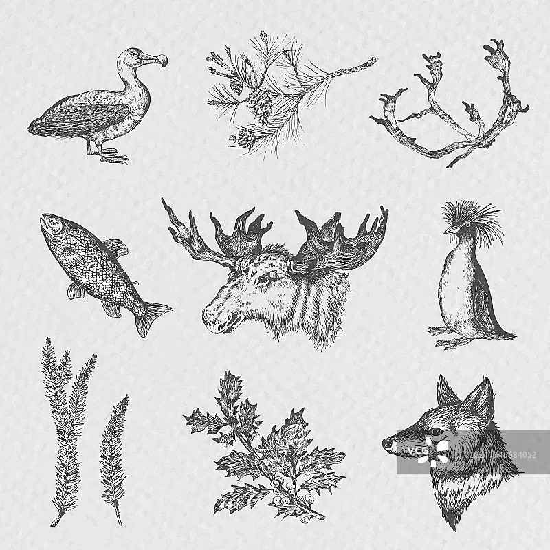 白色背景上的树叶俯视图图片素材