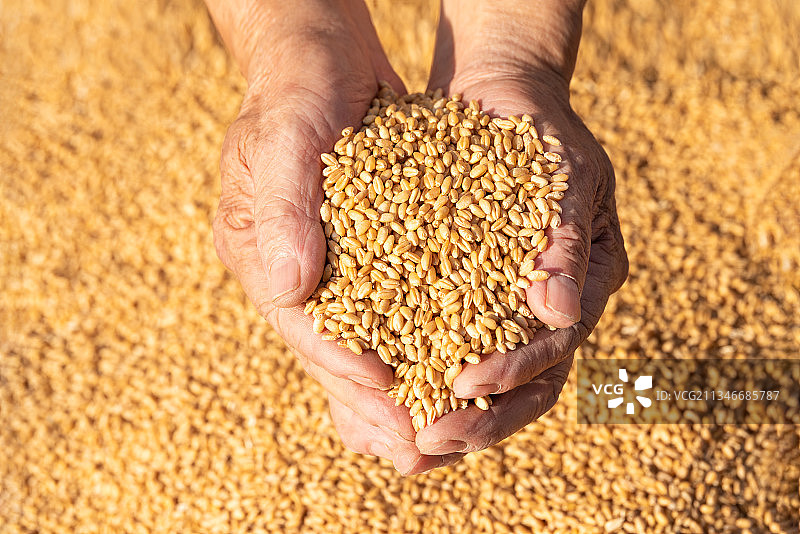 手捧着小麦图片素材